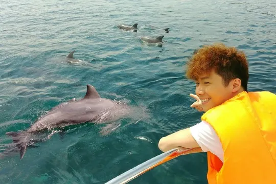 天草海岸觀賞野生動海豚