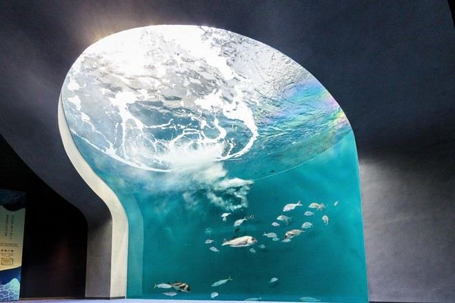 四國水族館@三豐市觀光交流局