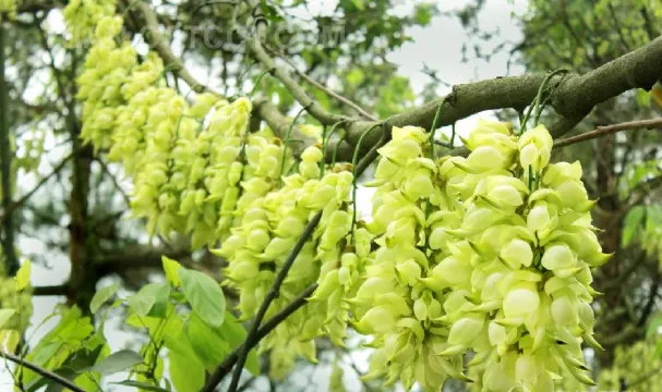 禾雀花