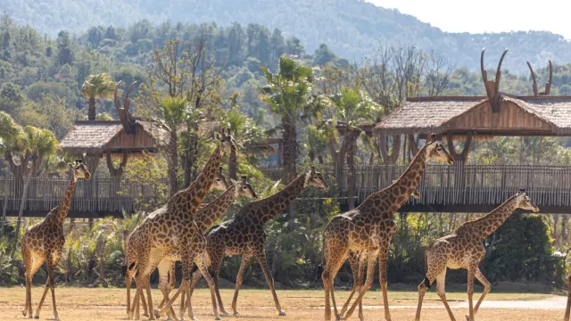 清遠長隆國際旅遊度假區