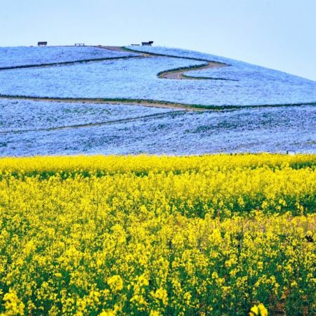 東京、茨城 春日5天賞景之旅 日立海濱公園浪漫花海、大洗磯前神社、絕美海上鳥居~神磯之鳥居、「世界三大高佛像」牛久大佛、賞櫻名所(濱離宮恩賜庭園、成田山新勝寺)