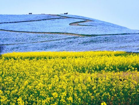 東京、茨城 春日5天賞景之旅 日立海濱公園浪漫花海、大洗磯前神社、絕美海上鳥居~神磯之鳥居、「世界三大高佛像」牛久大佛、賞櫻名所(濱離宮恩賜庭園、成田山新勝寺)