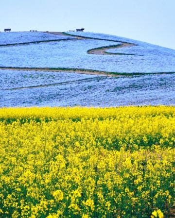 東京、茨城 春日5天賞景之旅 日立海濱公園浪漫花海、大洗磯前神社、絕美海上鳥居~神磯之鳥居、「世界三大高佛像」牛久大佛