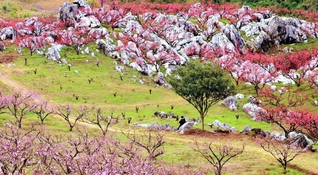 李洞村水墨桃花谷