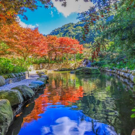 台北+杉林溪+台中 5天賞花之旅 南投(杉林溪森林生態園區)、台中(中社觀光花海)、台北(RAIL BIKE深澳鐵道自行車體)  *雙11勁減-$200 推廣碼【RA576】