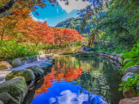 台北+杉林溪+台中 5天賞花之旅 南投(杉林溪森林生態園區)、台中(中社觀光花海)、台北(RAIL BIKE深澳鐵道自行車體)  *雙11勁減-$200 推廣碼【RA576】