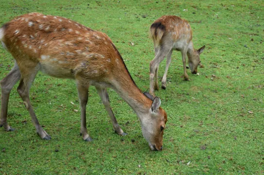 神鹿公園