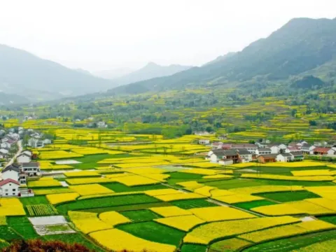 漢中油菜花海