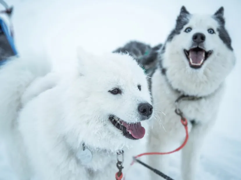 哈士奇狗拉雪橇 