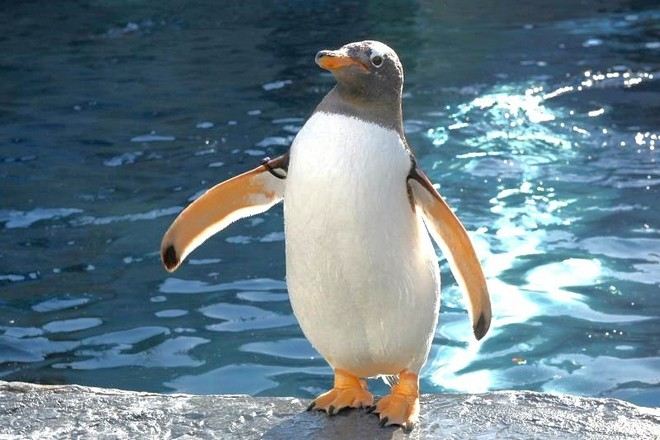 旭山動物園@官網