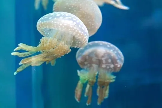 DMM Kariyushi水族館