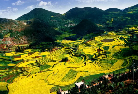 羅平金雞峰油菜花海