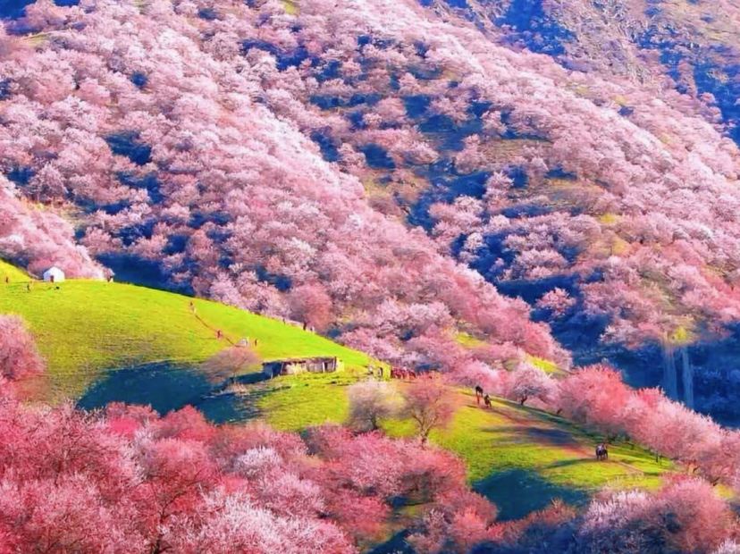 大西溝福壽山杏花