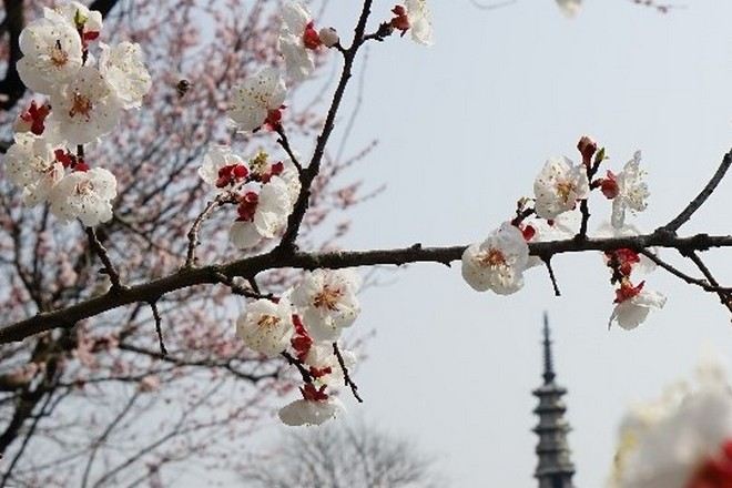 白塔公園杏花