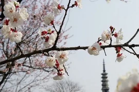 白塔公園杏花