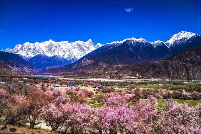 雅魯藏布江河谷桃花走廊