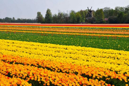東西湖鬱金香公園