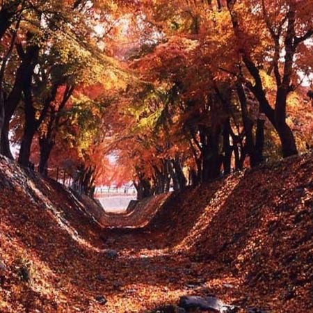 東京迪士尼、Mother牧場 6天樂園秋色美景      飄零燕四季花園、富士河口湖庭園~光和雲富士山展望台、大宮鐵道博物館、成田山新勝寺、新宿