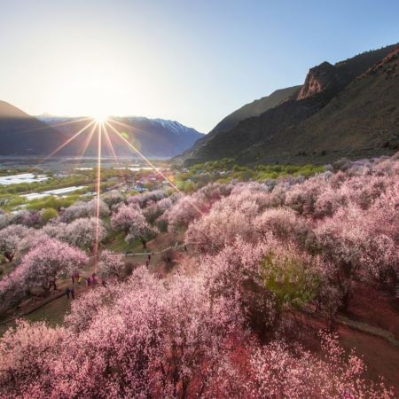 【賞花最美季節~林芝賞桃花🌸】林芝、西藏8天團
 賞桃花🌸勝地<索松村、嘎拉桃花溝>、布達拉宮、大昭寺、體驗做一天藏族人+穿藏裝+攝影師跟拍📸、桑耶寺、雍布拉康