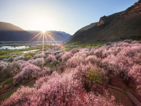 【賞花最美季節~林芝賞桃花🌸】林芝、西藏8天團
 賞桃花🌸勝地<索松村、嘎拉桃花溝>、布達拉宮、大昭寺、體驗做一天藏族人+穿藏裝+攝影師跟拍📸、桑耶寺、雍布拉康