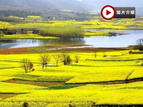 【季節限定】🌸 醉美花季‧西安🌸  5天賞花純玩團  龍頭山(包扶梯輕鬆上下山)、漢中百萬畝油菜花海、青龍寺賞櫻花、大型水上實景演出《天漢傳奇》、秦始皇兵馬俑《世界文化遺產》、大唐不夜城、永興坊