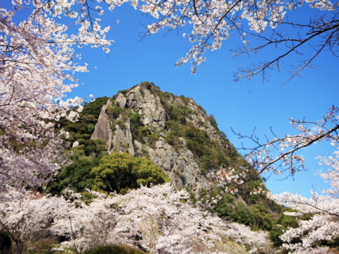 御船山樂園 ~櫻花祭