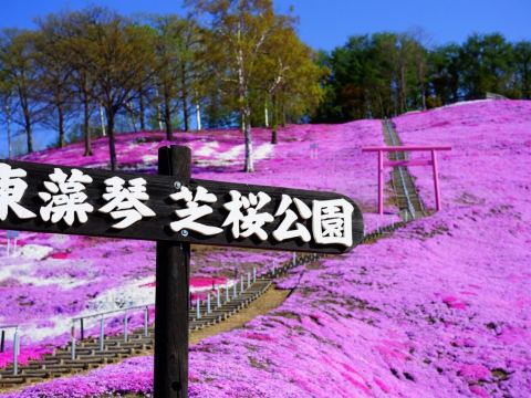 東藻琴芝櫻公園