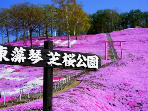 東藻琴芝櫻公園