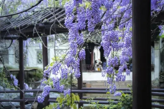 留園 紫滕花