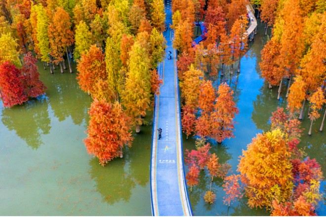 青山湖水上森林