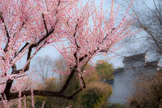東湖梅園(1-2月出發適用)
