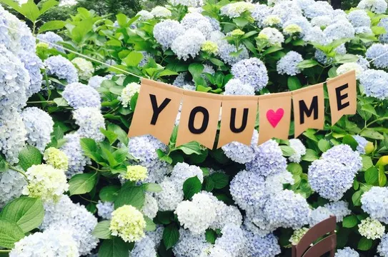 Camelliahill 山茶花之丘