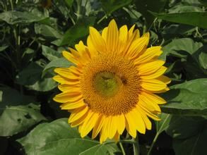 偉豐農場花卉世界