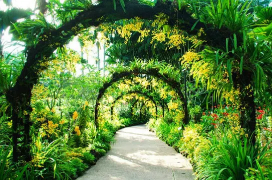 新加坡植物園