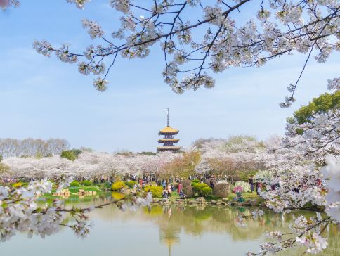 <全包登岸觀光>🌸春賞粉櫻🌸醉美花海🌸長江三峽、武漢賞櫻、重慶、宜昌7天團《榮耀/凱歌~行政套房》三峽大壩升船機、東湖磨山櫻花園、豐都鬼城、神女溪、《烽煙三國》大型實景演出、洪崖洞吊腳樓