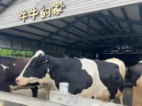 千巧谷牛樂園牧場