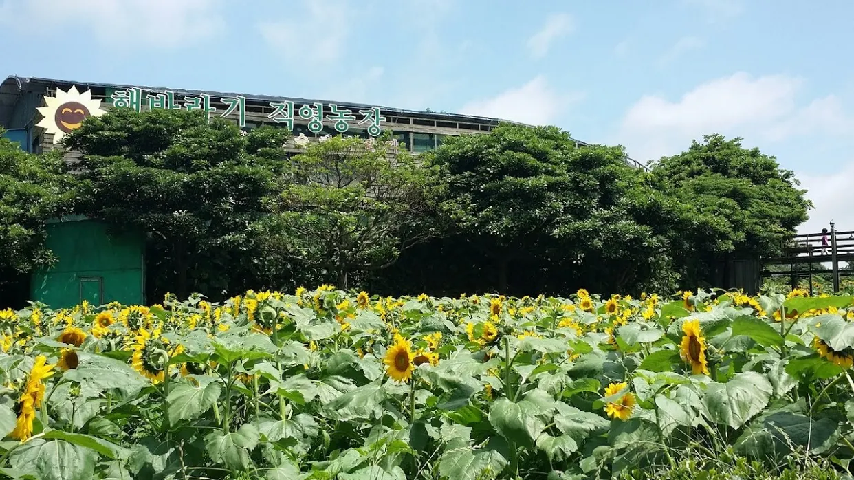 金京淑向日葵農場