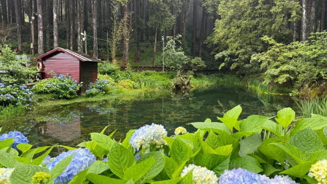 阿里山森林園區繍球花