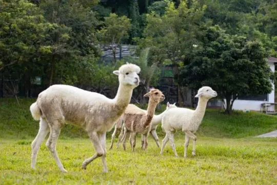 三水.松鼠部落.萌寵樂園