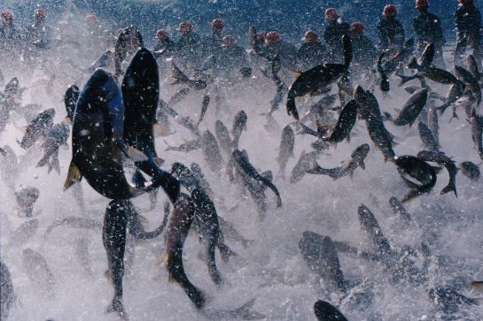 千島湖巨網捕魚