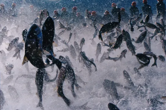 千島湖巨網捕魚