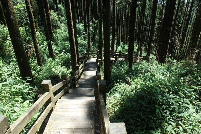 奮起湖站森林步道