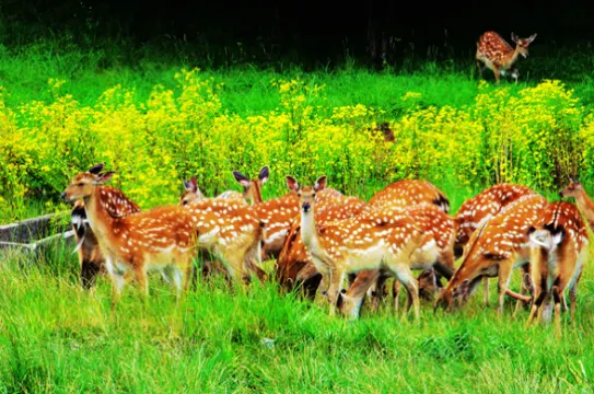 大九湖~野生梅花鹿