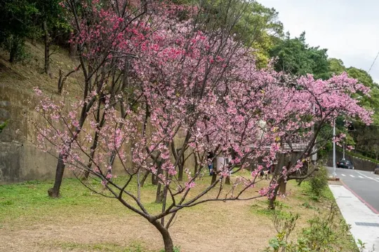 桃園壽山巖觀音寺