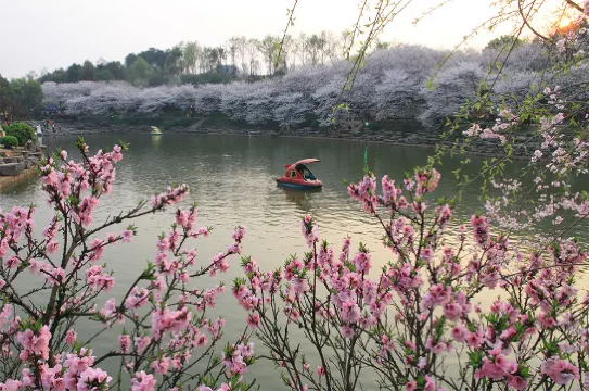 湖南省森林植物園 - 賞櫻花