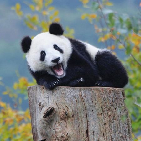  《玩轉五大樂園》「廣州動物園」+「融創樂園」+「融創國際大馬戲奇幻秘境」+「正佳極地海洋世界」+「佛山千古情」連續2晚入住廣州國際品牌希爾頓惠庭酒店 廣州樂園純玩3天團