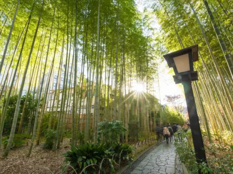 修善寺溫泉區~竹林小徑