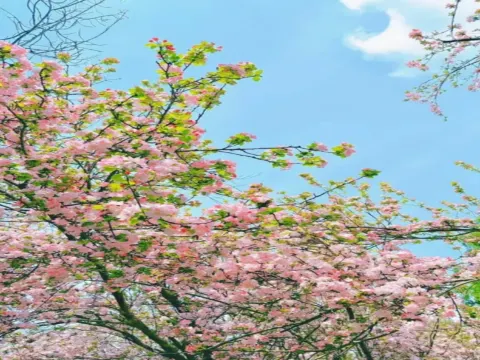 瀋陽長白島海棠花