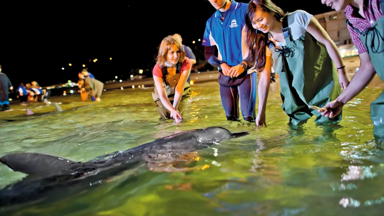 Tangalooma Dolphins