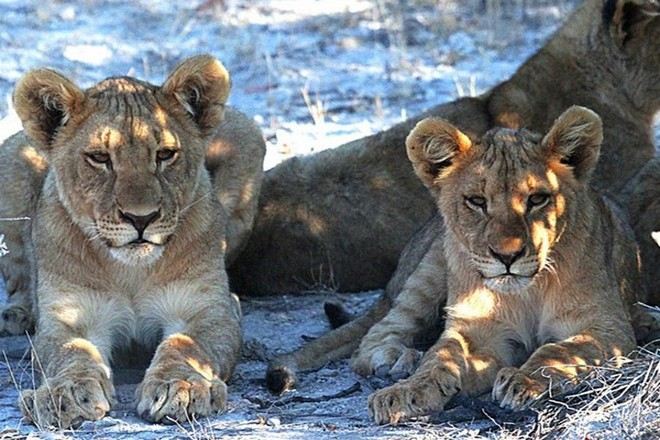 埃托沙國家公園